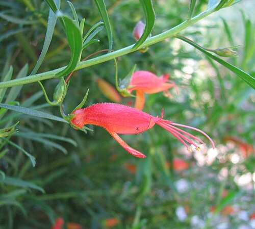 Eremophila decipiens: Eremophila decipiens (labelled), Geelong Botanic Gardens, Victoria, Australia
