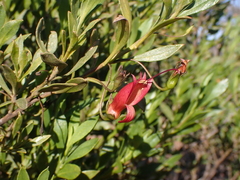 Eremophila decipiens (Eremophila decipiens)