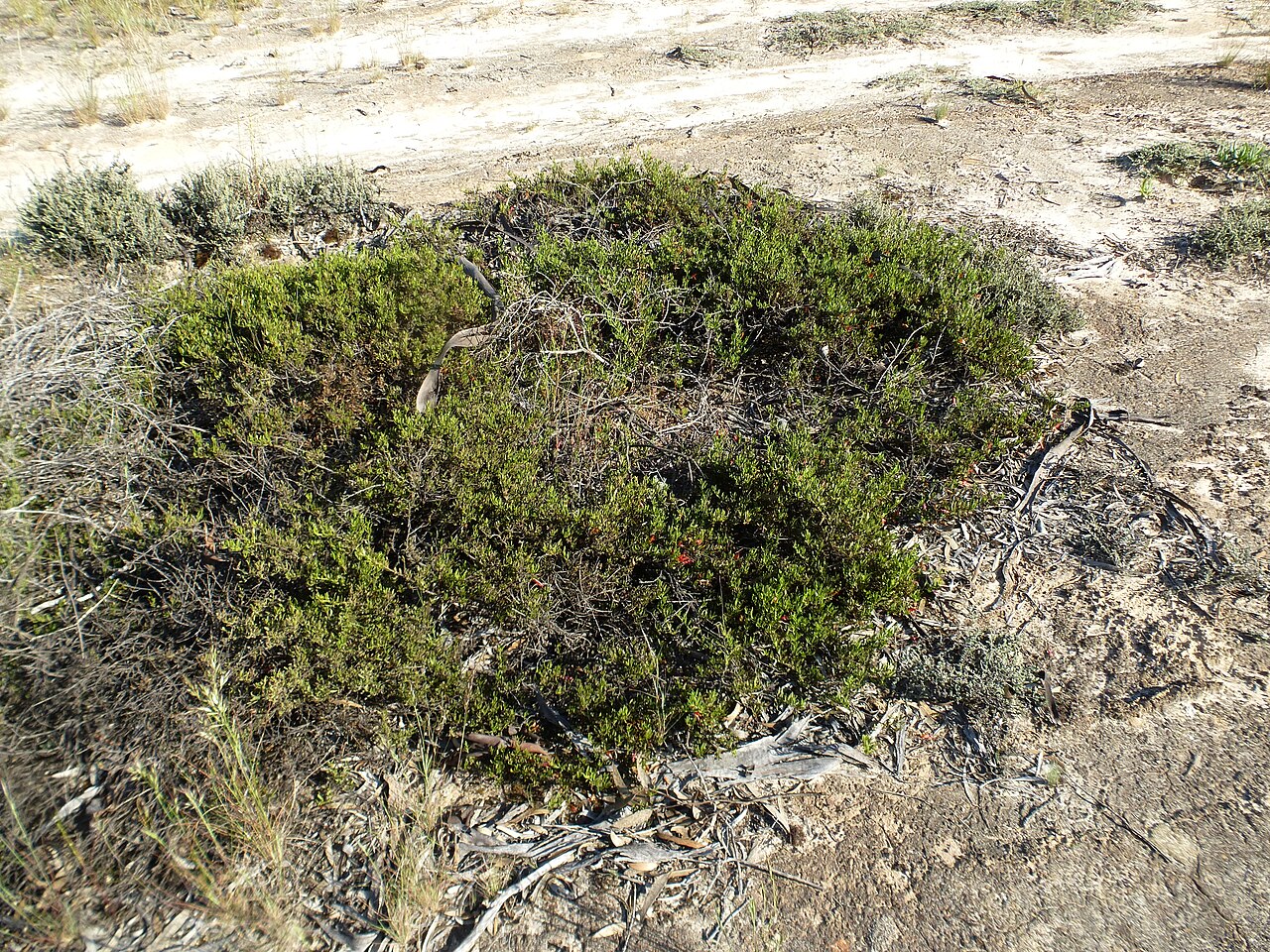 Eremophila decipiens: Eremophila decipiens growing 20km south of Salmon Gums