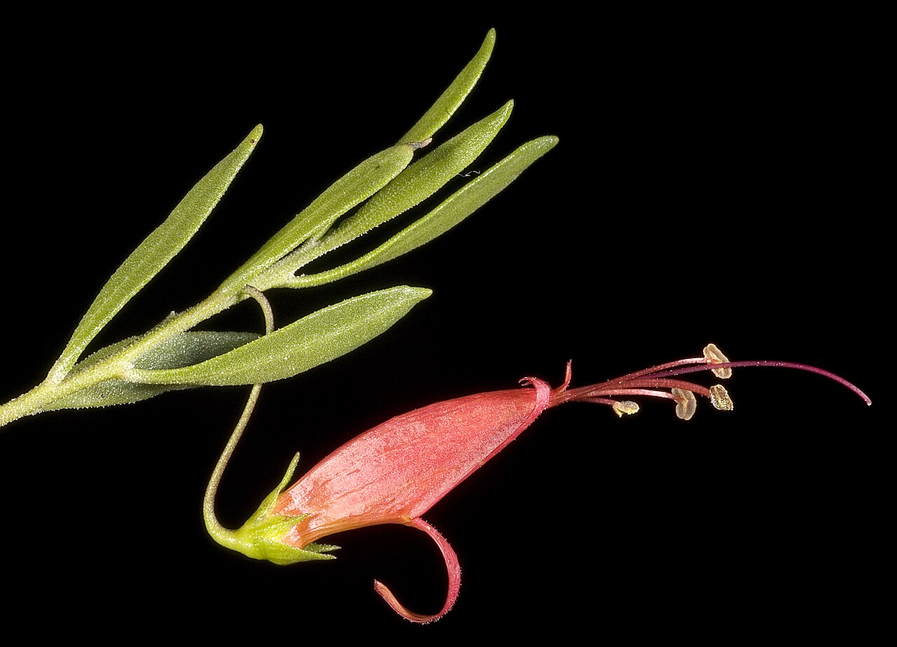 Eremophila decipiens: KRT3345
