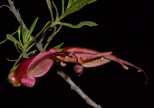Eremophila decipiens (Eremophila decipiens)