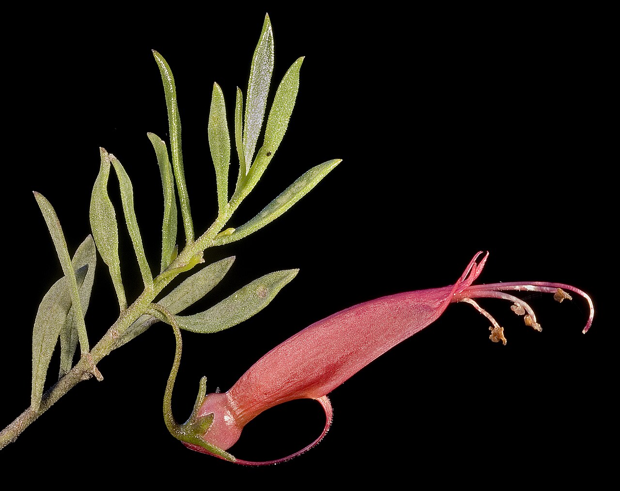 Eremophila decipiens: KRT3712