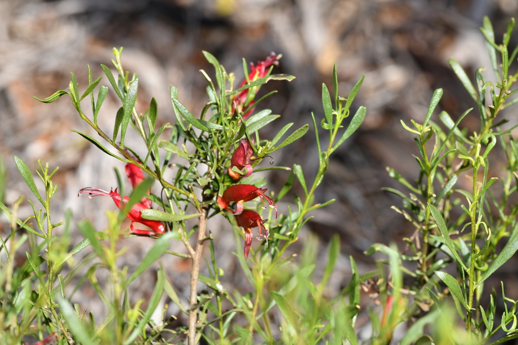 Eremophila decipiens (Eremophila decipiens)