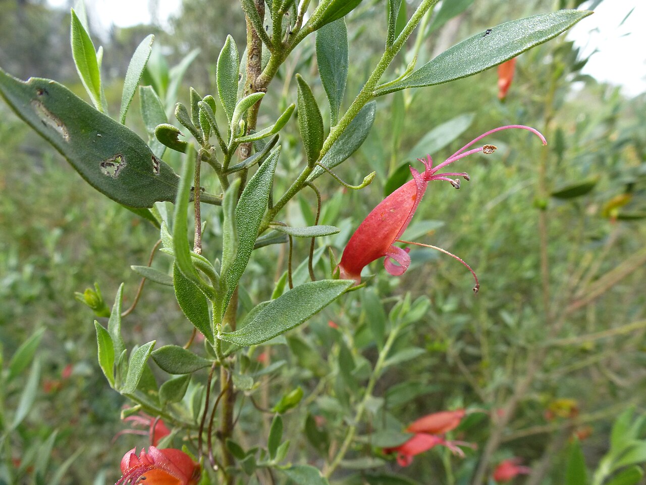 Eremophila decipiens: Eremophila decipiens decipiens in the Kalgarin Nature Reserve, east of Hyden