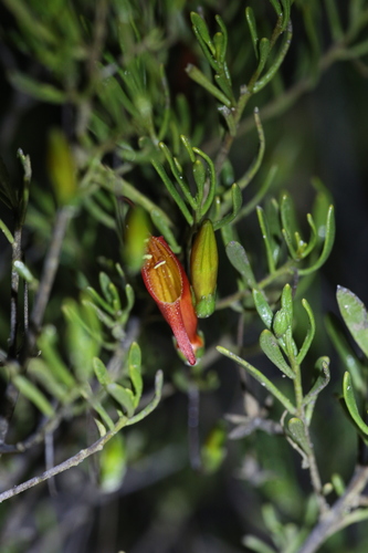 Eremophila decipiens (Eremophila decipiens)