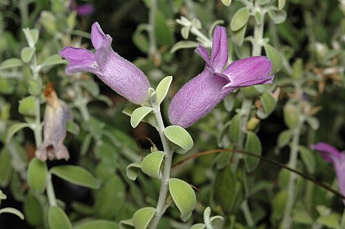 Eremophila decussata: Eremophila decussata