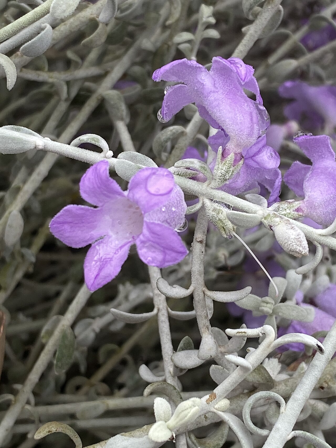 Eremophila delisseri: Eremophila delisseri in the Australian Botanic Garden, Mount Annan