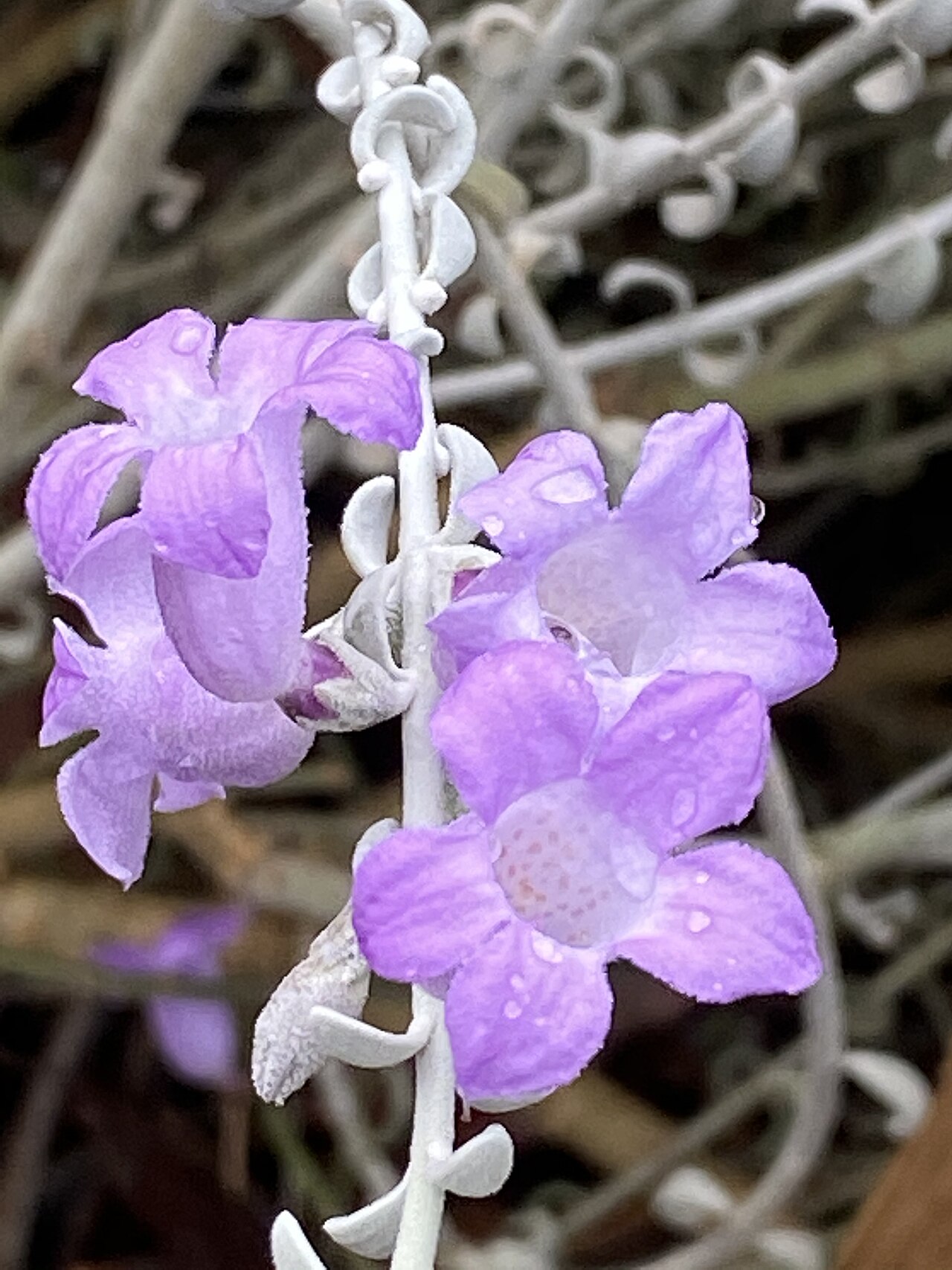 Eremophila delisseri: Eremophila delisseri in the Australian Botanic Garden, Mount Annan