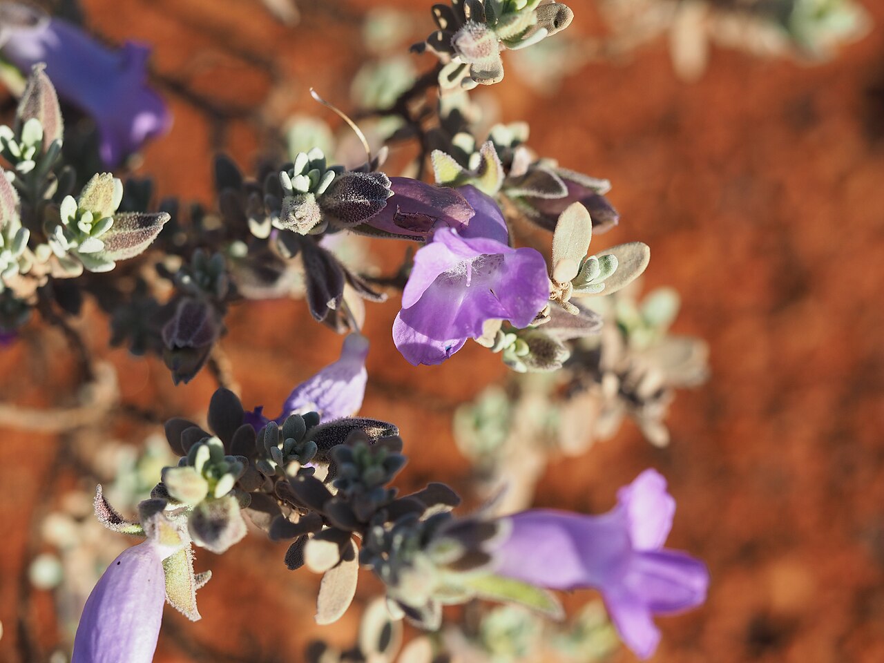 Eremophila demissa: Eremophila demissa growing near the Great Northern Highway, 15km south of the Middle Gascoyne River bridge