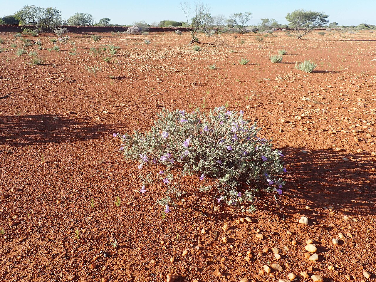 Eremophila demissa: Eremophila demissa growing near the Great Northern Highway, 15km south of the Middle Gascoyne River bridge