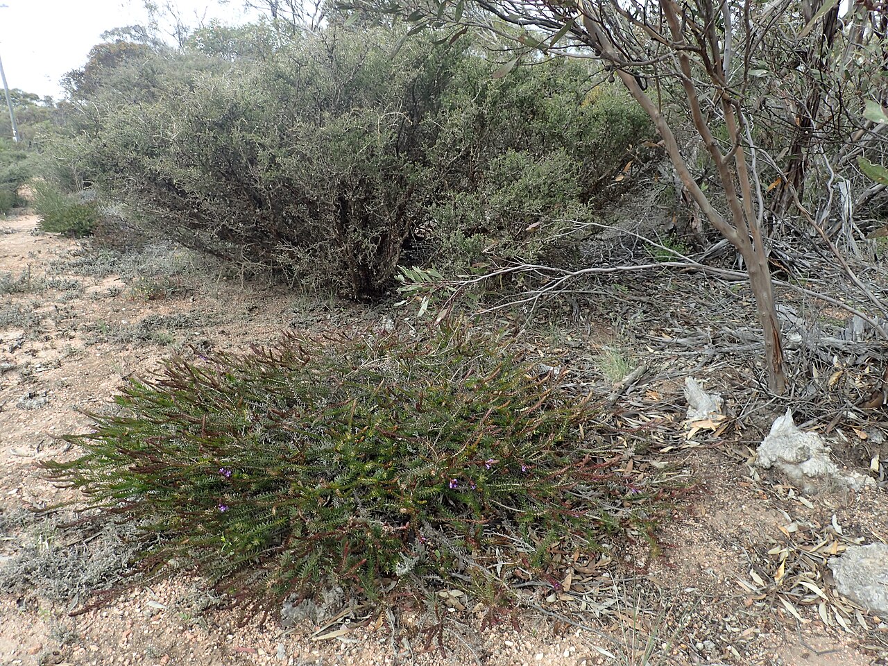 Eremophila densifolia: Eremophila densifolia densifolia growing near Ravensthorpe golf club
