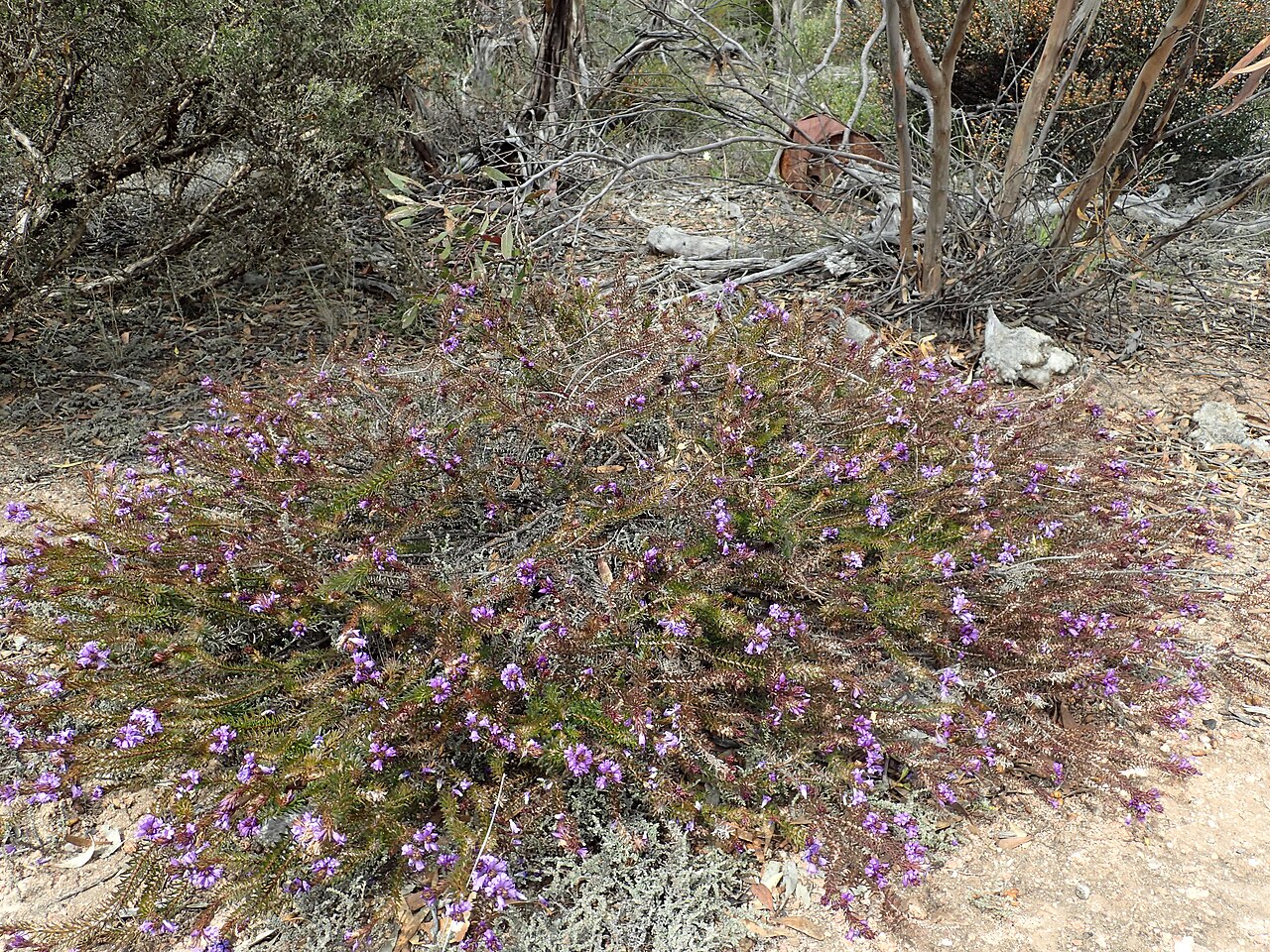 Eremophila densifolia: Eremophila densifolia densifolia in full flower near Ravensthorpe golf course