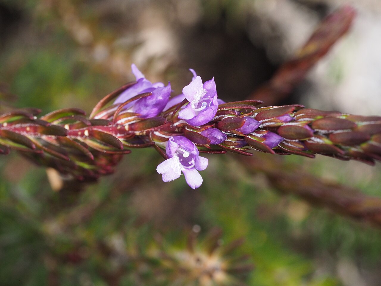 Eremophila densifolia: Leaves and flowers of Eremophila densifolia densifolia