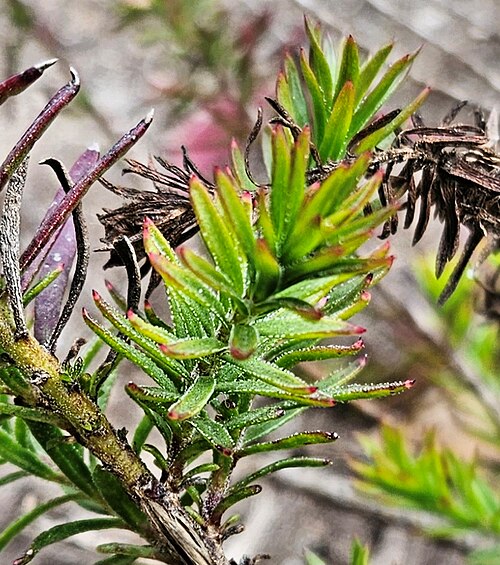 Eremophila densifolia: Eremophila densifolia . On display at the Huntington Library, Art Museum, and Botanical Garden, San Marino, California, USA.