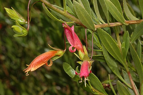 Eremophila denticulata: Eremophila denticulata subsp. denticulata