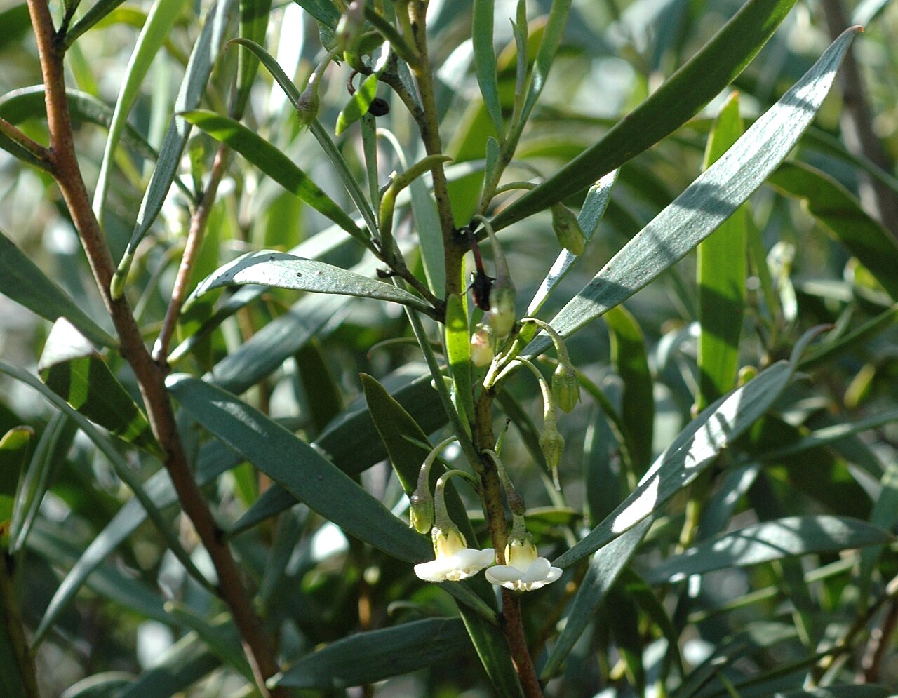 Eremophila deserti: Eremophila deserti growing near Sunbury