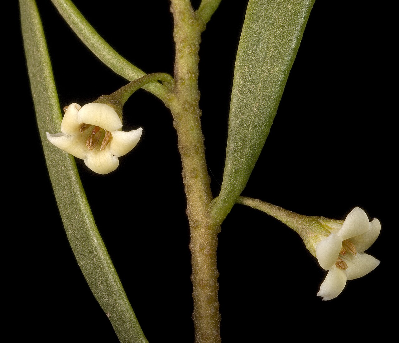 Eremophila deserti: KRT3724