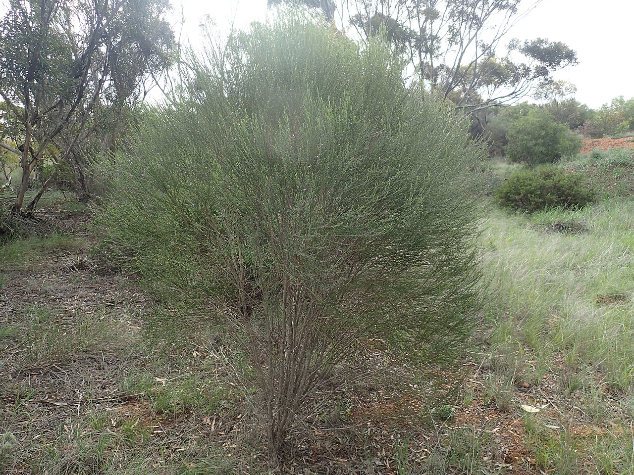 Eremophila dichroantha: Eremophila dichroantha growing near the corner of South Coast Highway and Maydon Road near Ravensthorpe