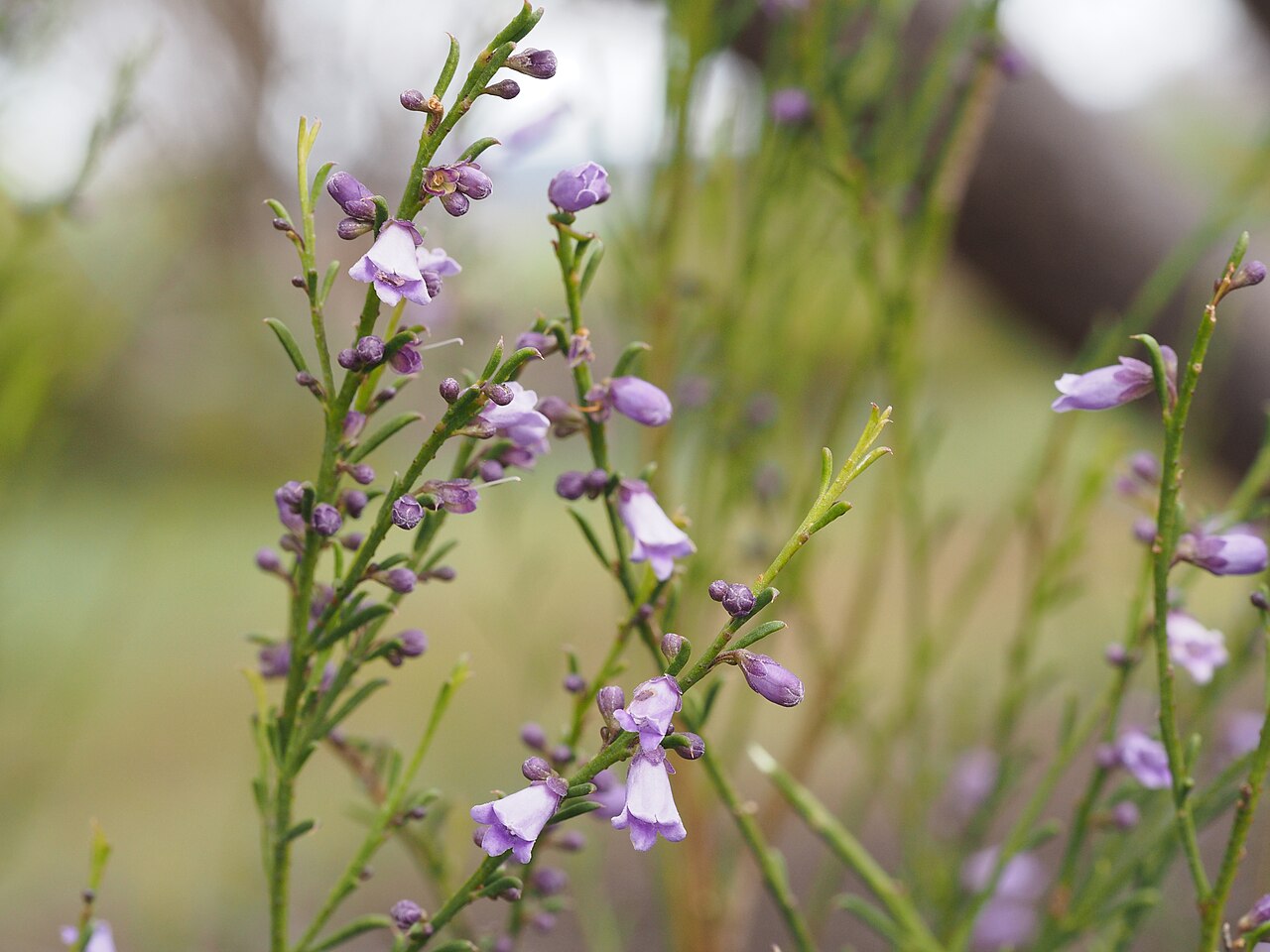 Eremophila dichroantha: Leaves and flowers of Eremophila dichroantha
