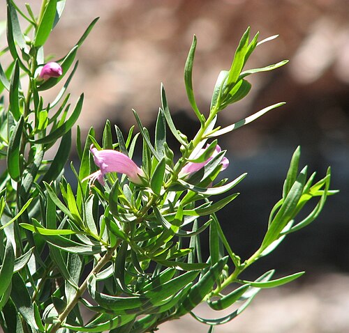 Eremophila divaricata: Eremophila divaricata , Geelong Botanic Gardens, Victoria, Australia