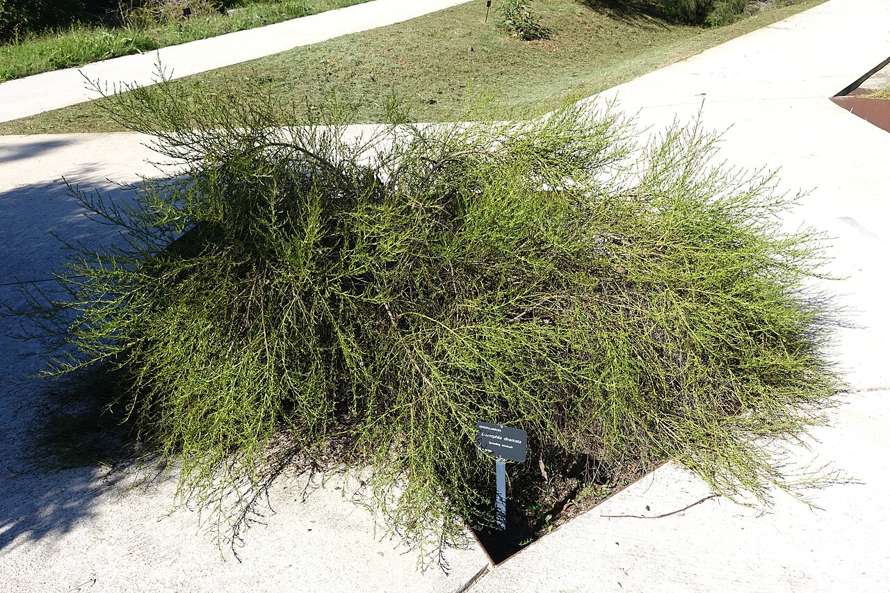 Eremophila divaricata: Botanical specimen in the Jardín Botánico de Barcelona - Barcelona, Spain.