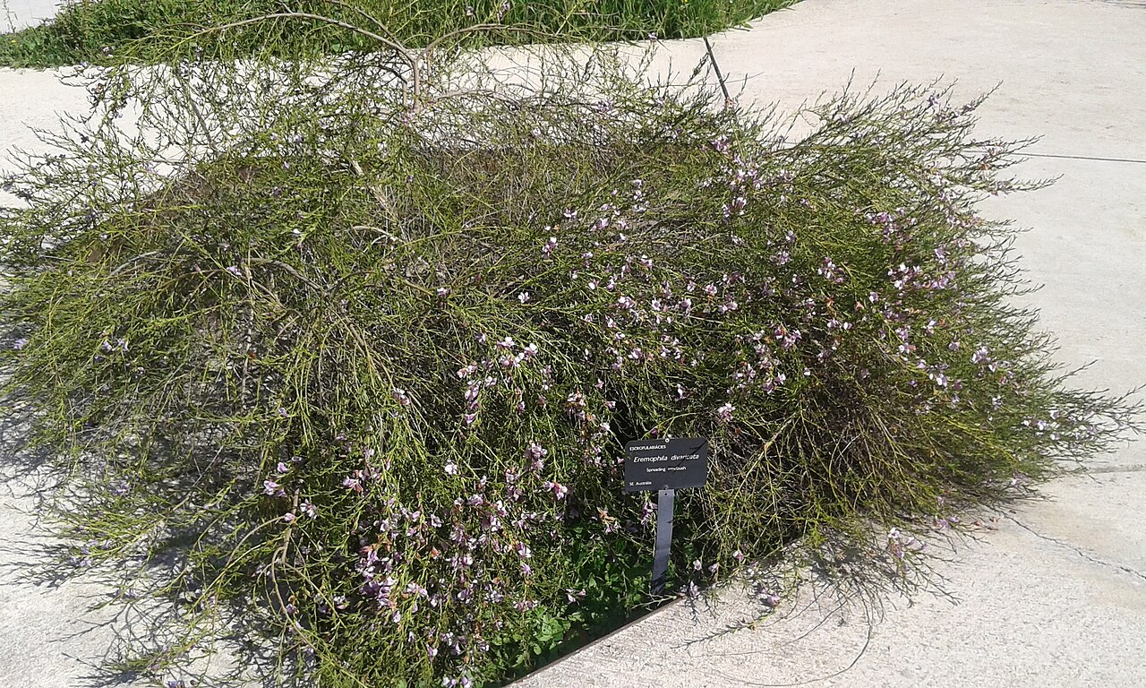 Eremophila divaricata: Ejemplar de la planta australiana Eremophila divaricata o Spreading emubush en el Jardín Botánico de Barcelona.