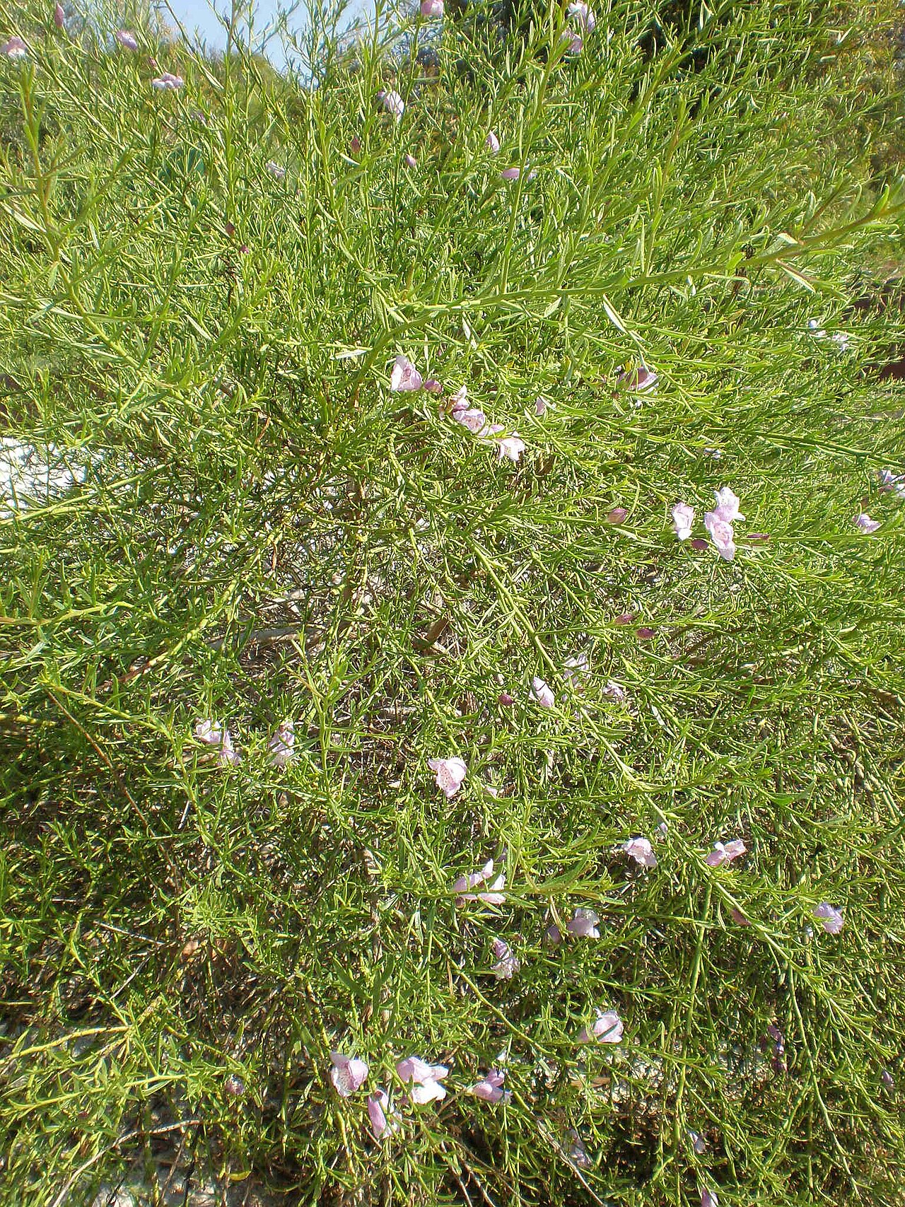 Eremophila divaricata: Jardín Botánico de Barcelona.