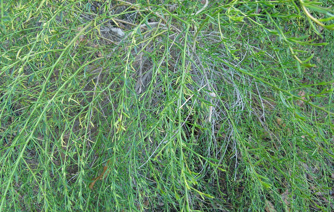 Eremophila divaricata: Jardin botanique Montjuic, Barcelone.
