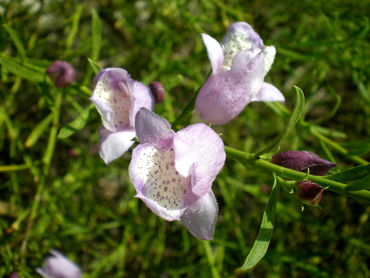 Eremophila divaricata: Jardín Botánico de Barcelona.