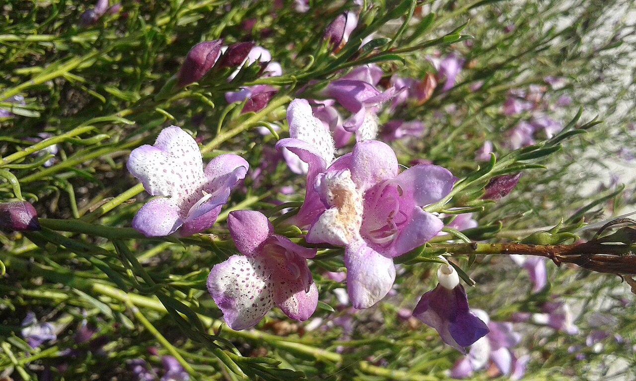 Eremophila divaricata: Flores de la planta australiana Eremophila divaricata o Spreading emubush en el Jardín Botánico de Barcelona.