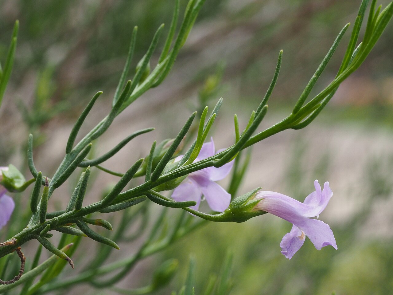 Eremophila drummondii: Eremophila drummondii growing in Kings Park, Perth