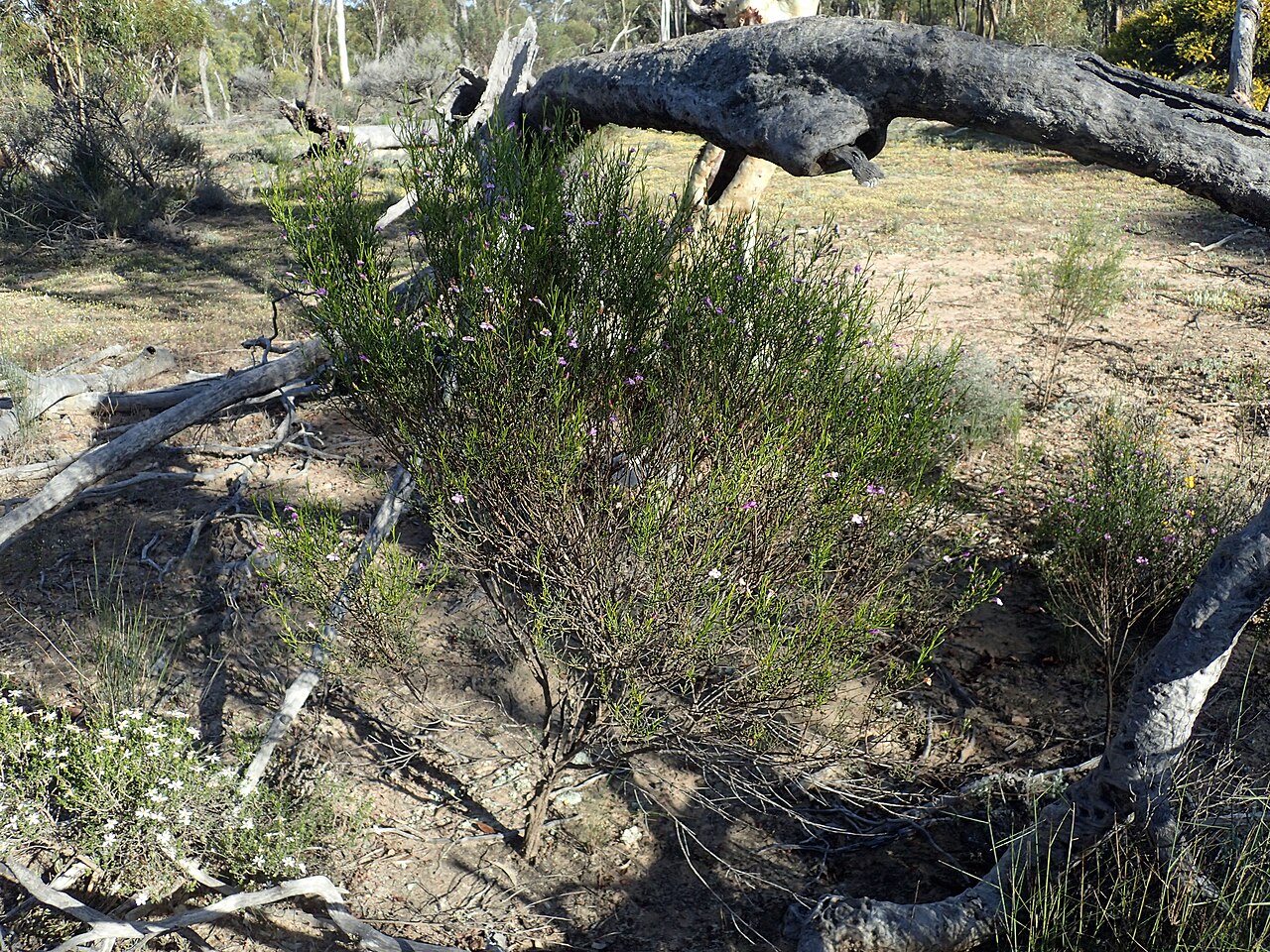 Eremophila drummondii: Eremophila drummondii growing in the Nembudding Nature Reserve