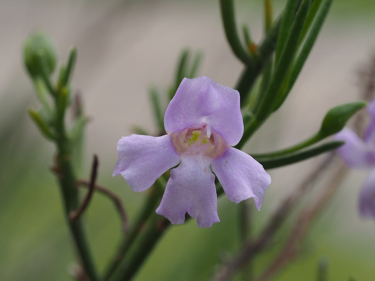 Eremophila drummondii: Eremophila drummondii growing in Kings Park, Perth