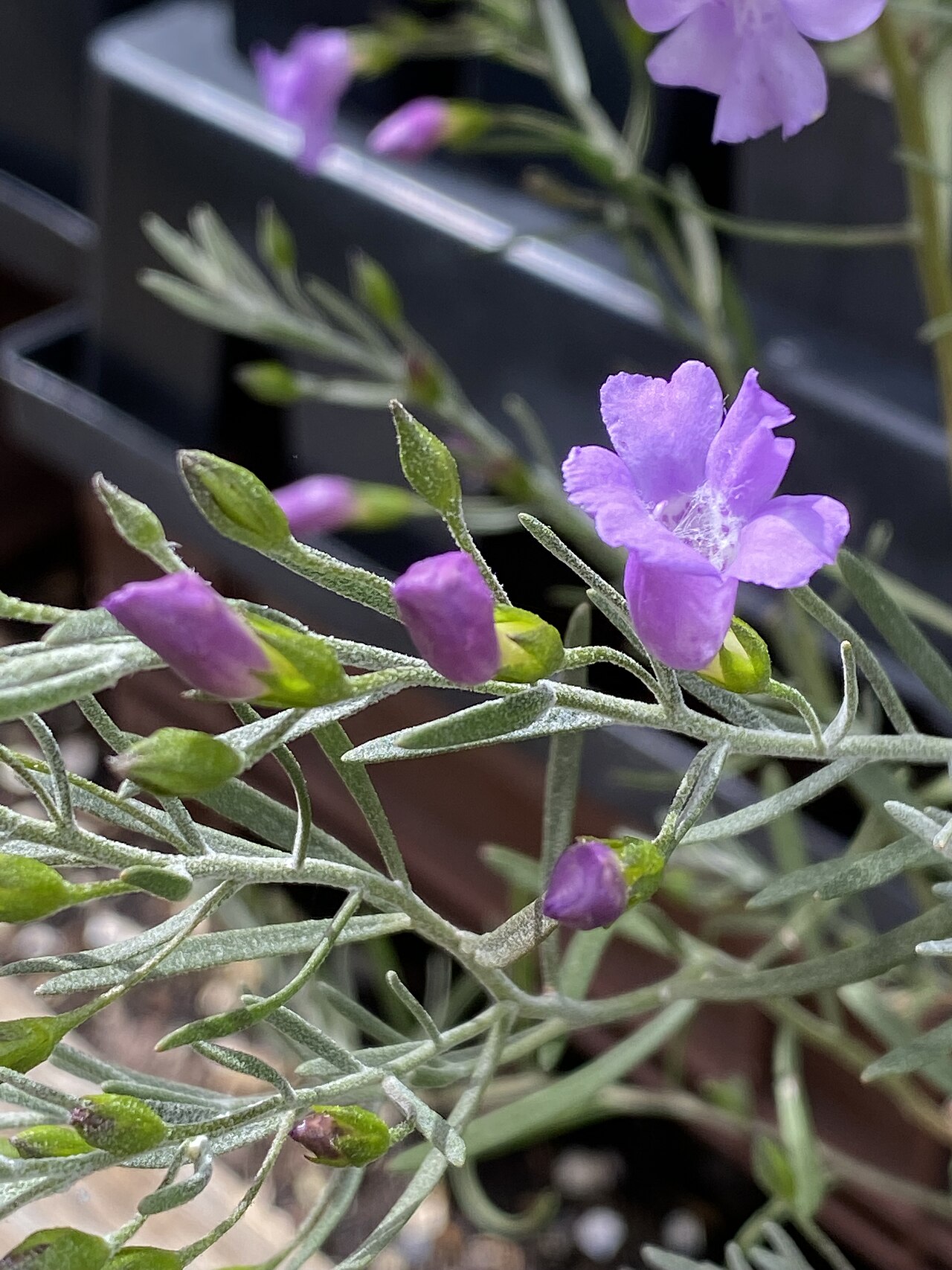 Eremophila drummondii: Eremophila drummondii x nivea cultivated plant growing in Bowral