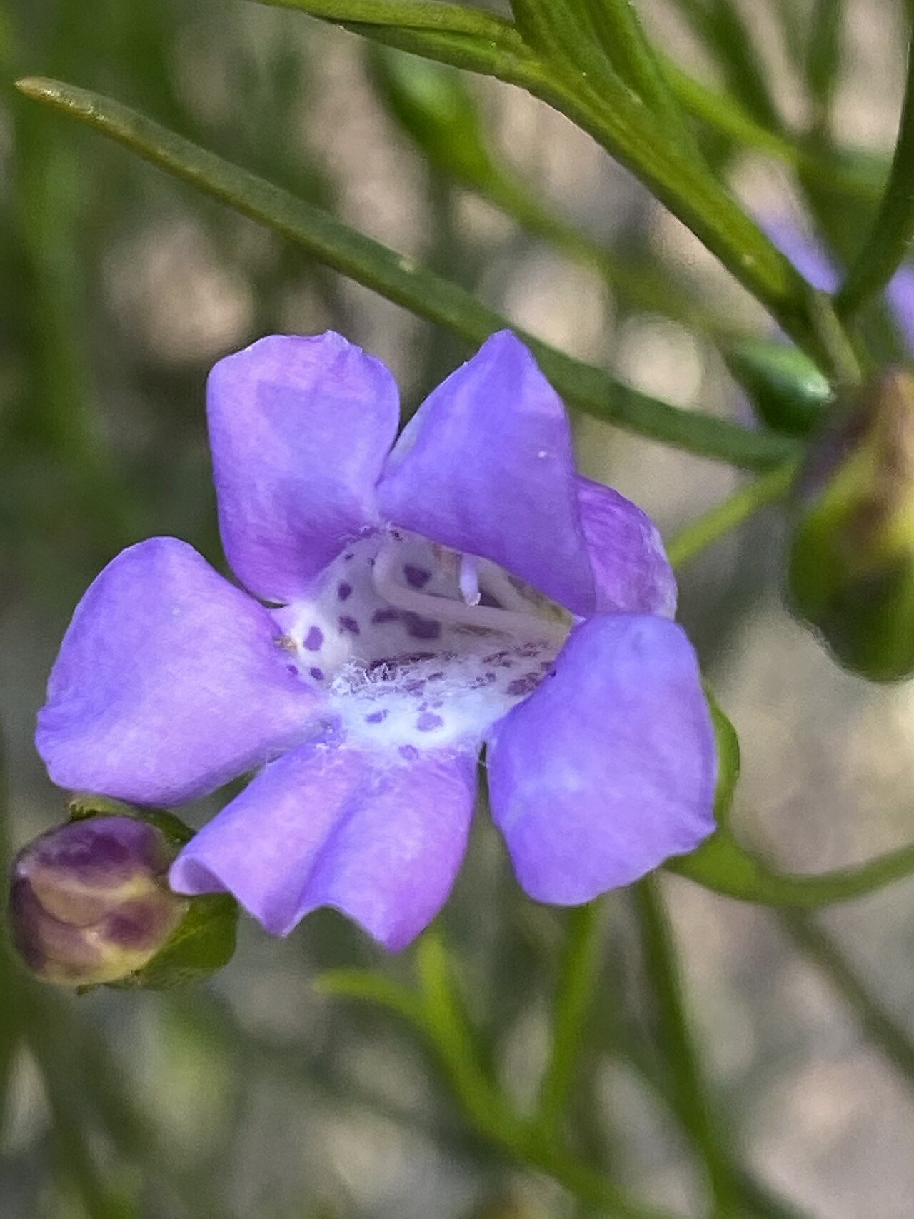 Eremophila drummondii: Eremophila drummondii in the Australian National Botanic Garden, Canberra