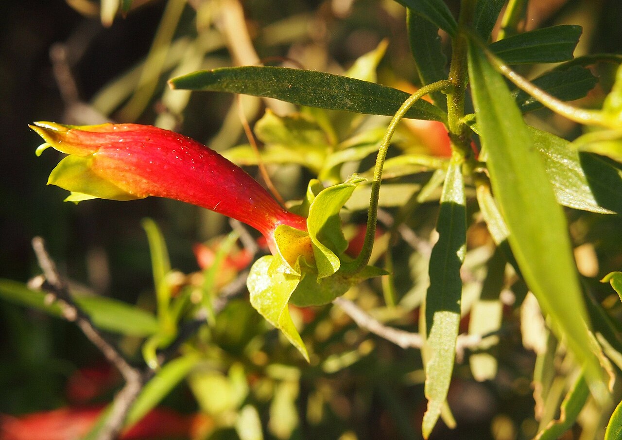 Eremophila duttonii: Eremophila duttonii flower