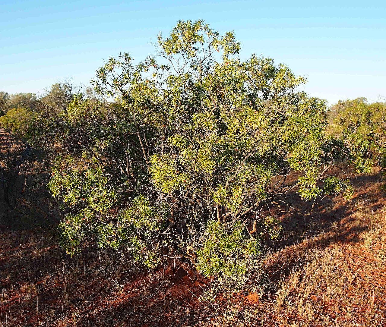 Eremophila duttonii: Eremophila duttonii habit