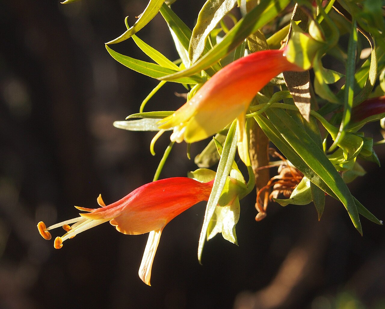 Eremophila duttonii: Eremophila duttonii flowers