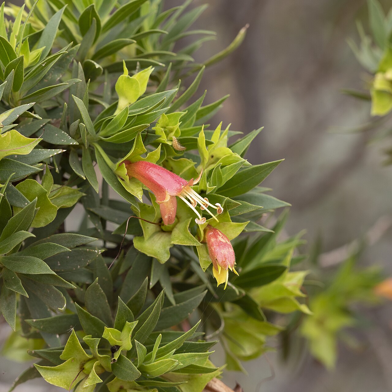 Eremophila duttonii: budda ( Eremophila duttonii ) in Australia