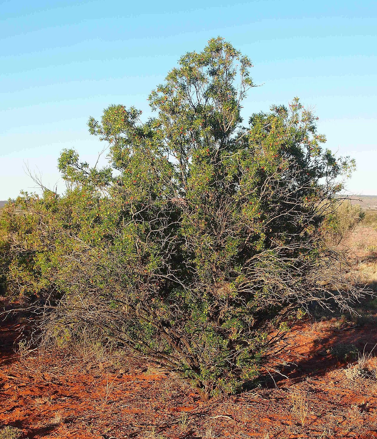 Eremophila duttonii: Eremophila duttonii
