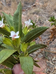 Eremophila elderi (Eremophila elderi)