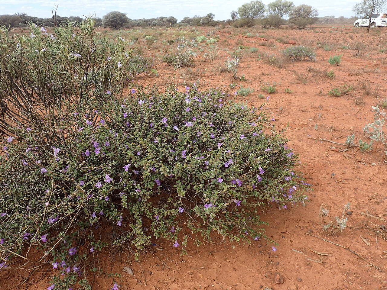 Eremophila enata: Eremophila enata growing 34km west of Wiluna