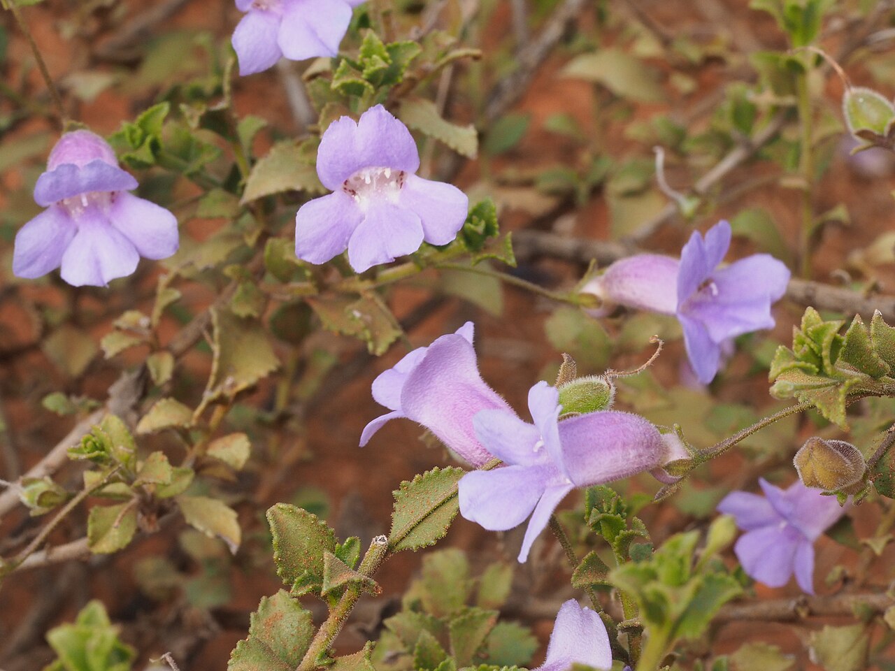 Eremophila enata: Eremophila enata growing 34km west of Wiluna