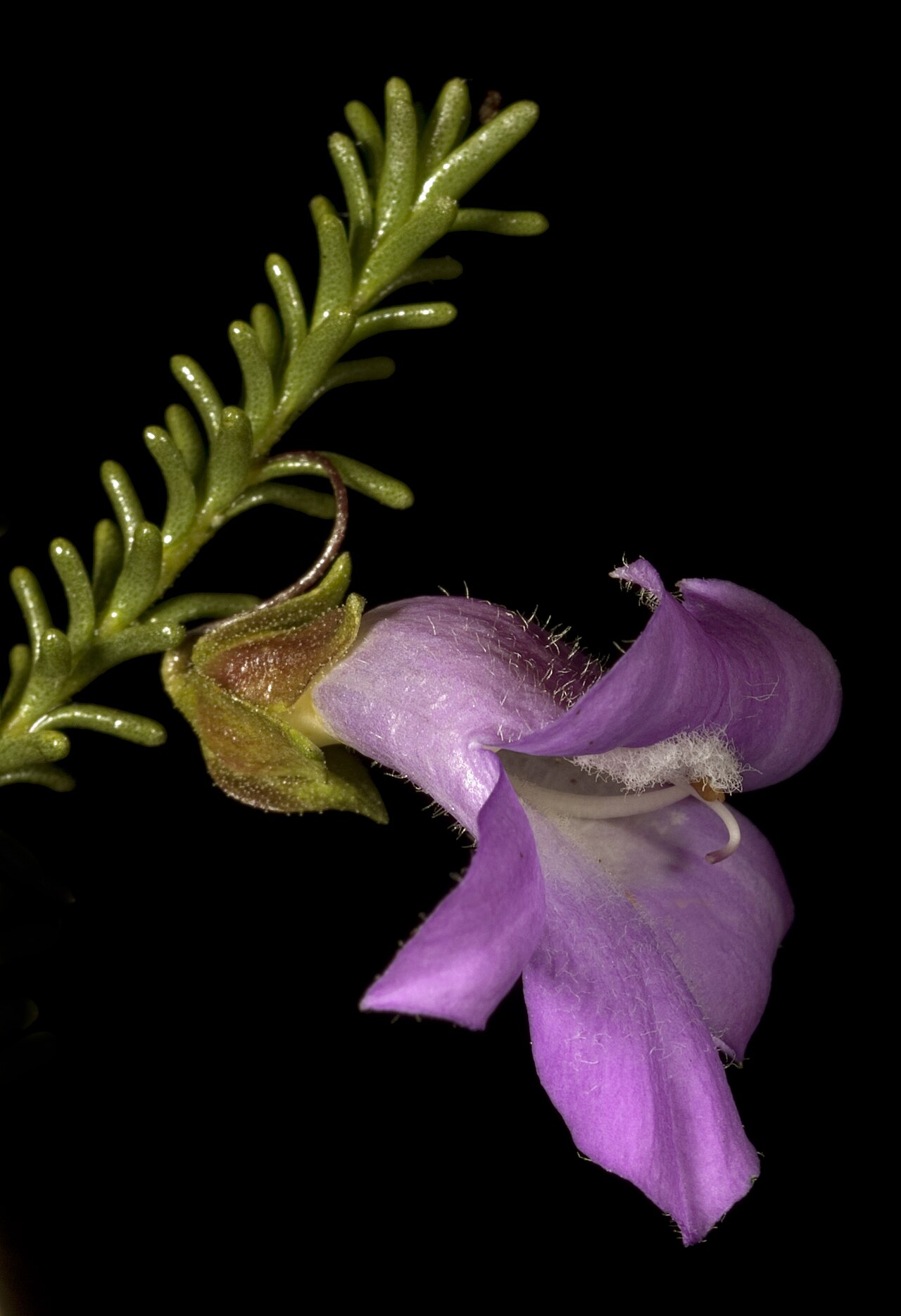 Eremophila exilifolia: KRT3264
