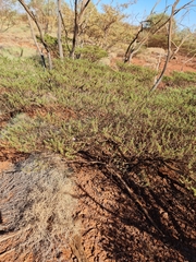 Eremophila exilifolia (Eremophila exilifolia)