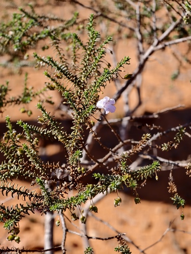 Eremophila exilifolia (Eremophila exilifolia)