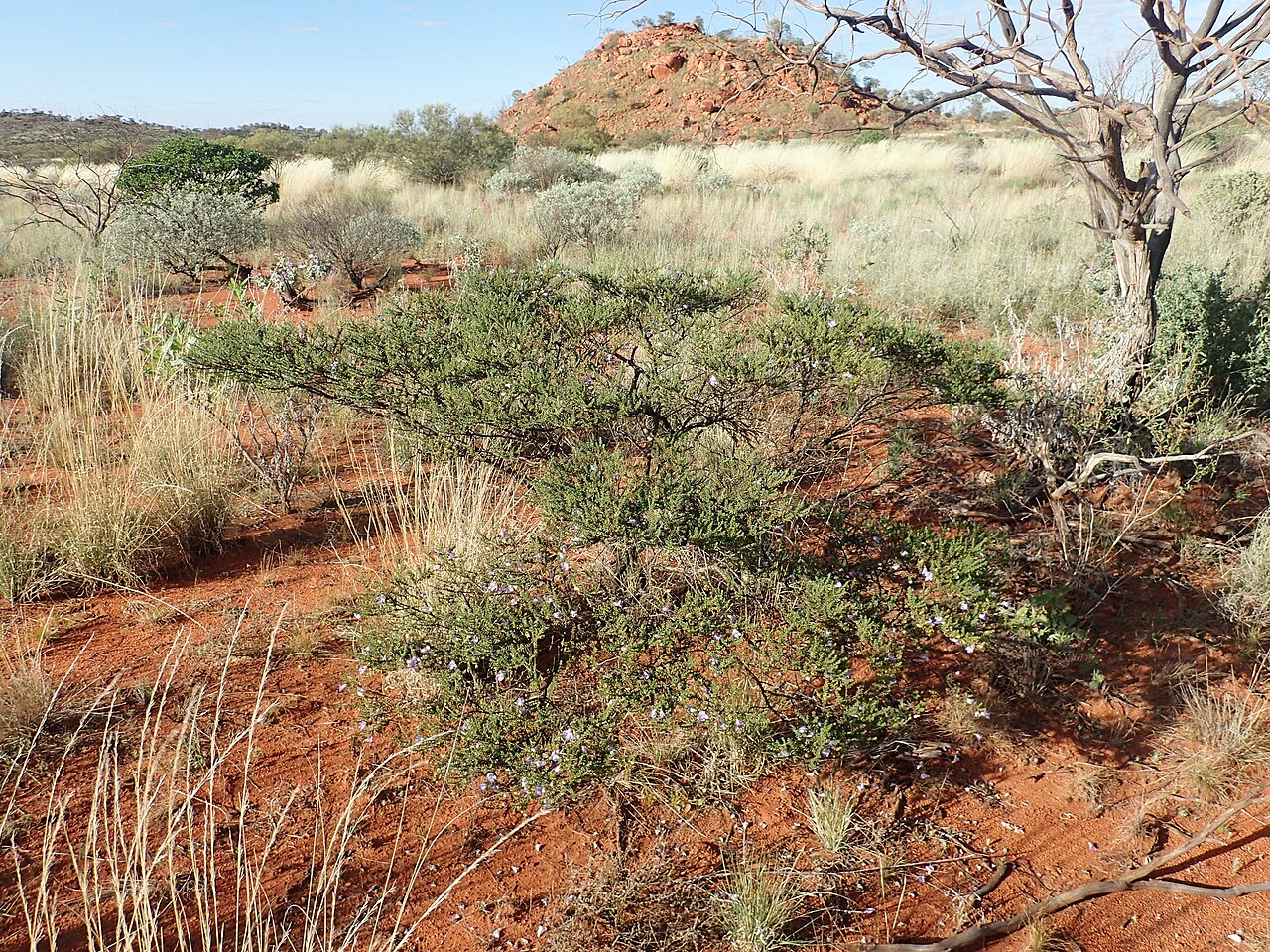 Eremophila exilifolia: Eremophila exilifolia growing 30km south of Newman