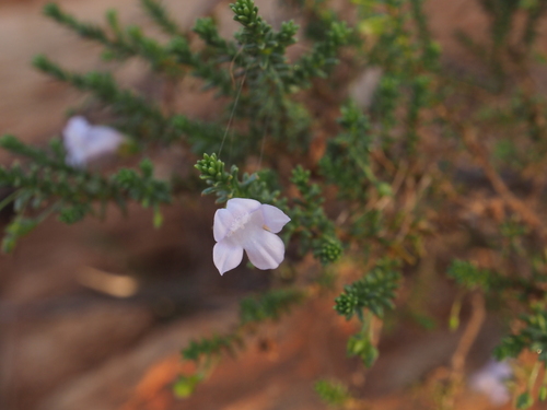 Eremophila exilifolia (Eremophila exilifolia)