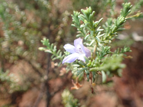 Eremophila exilifolia (Eremophila exilifolia)