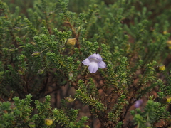 Eremophila exilifolia (Eremophila exilifolia)
